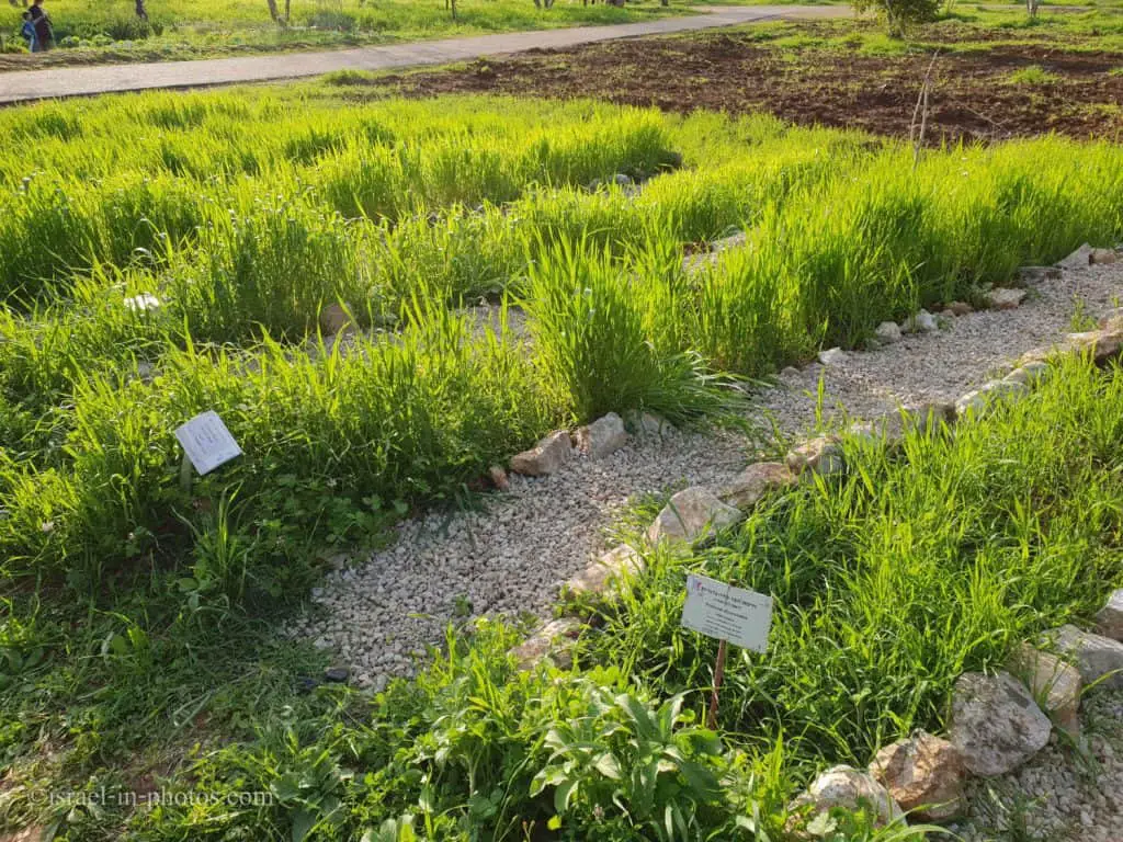 Durum wheat and wild emmer