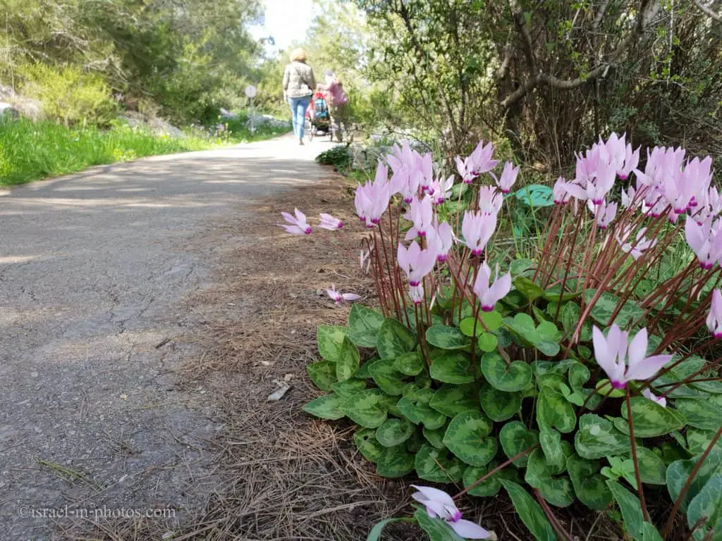 Cyclamen blooming