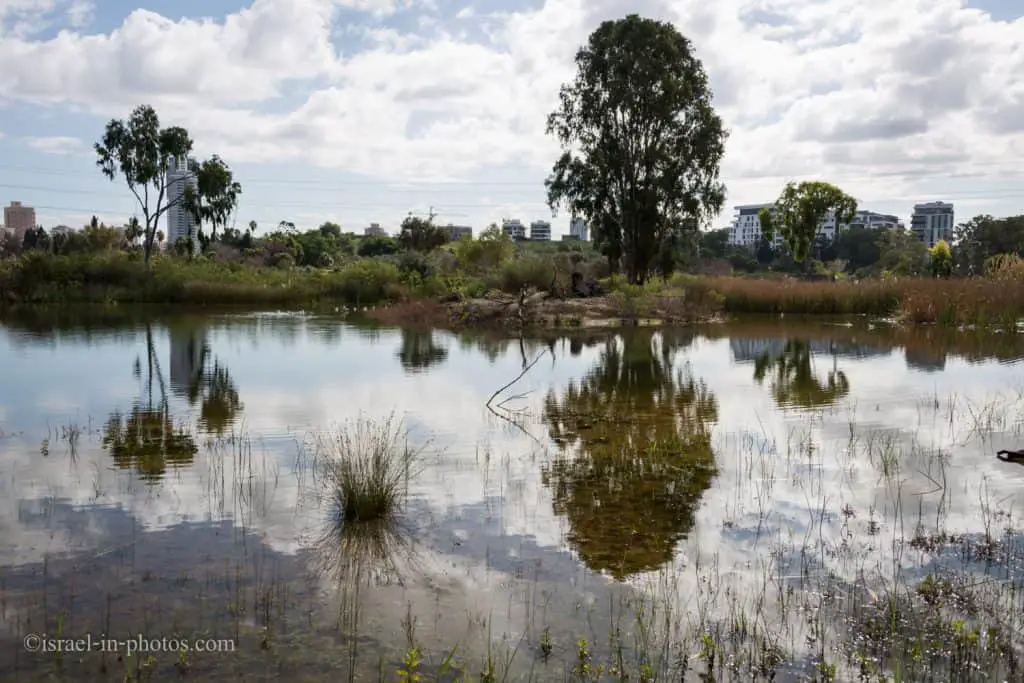 The pond