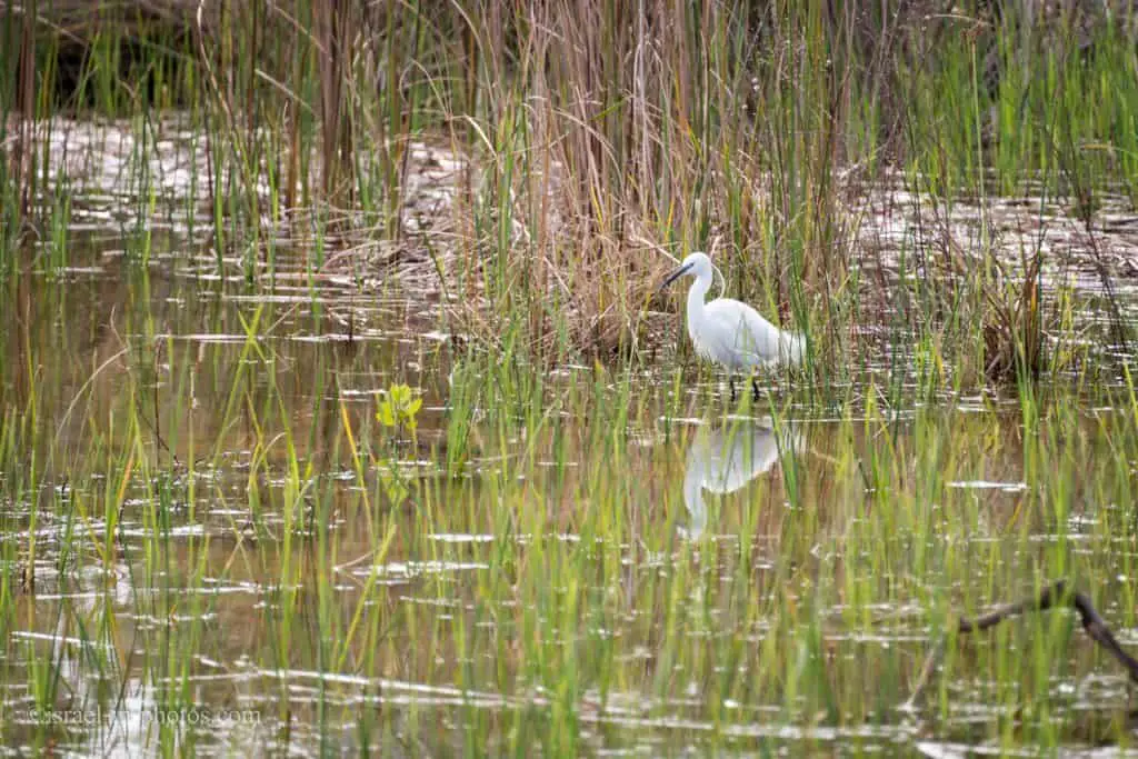 White Heron