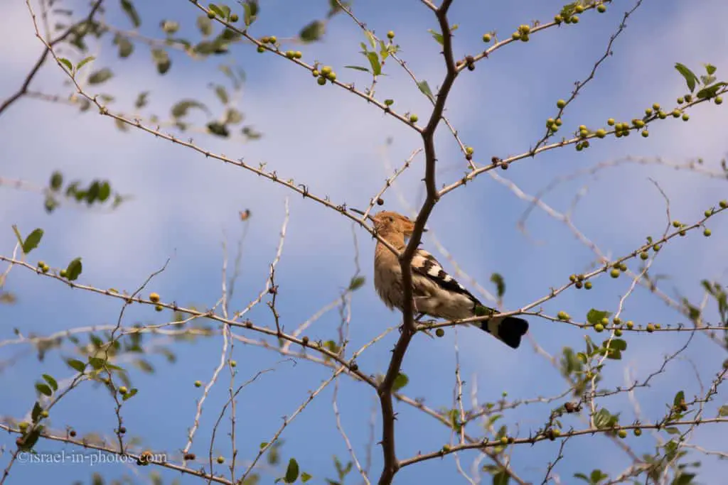 Hoopoe