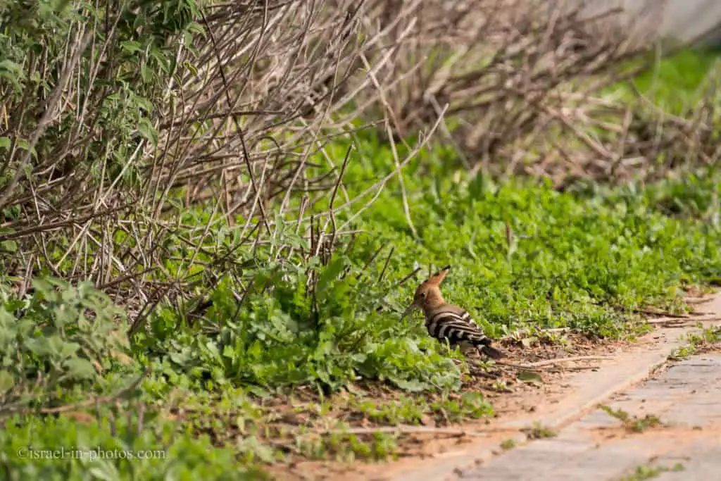 Hoopoe