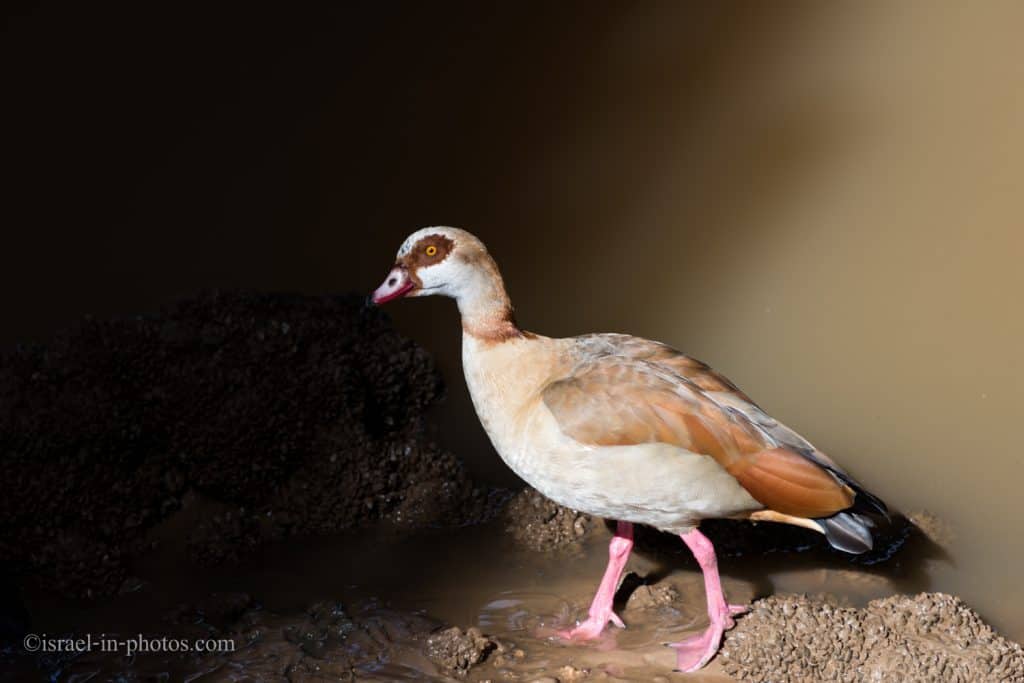 Duck under Bird Head Bridge