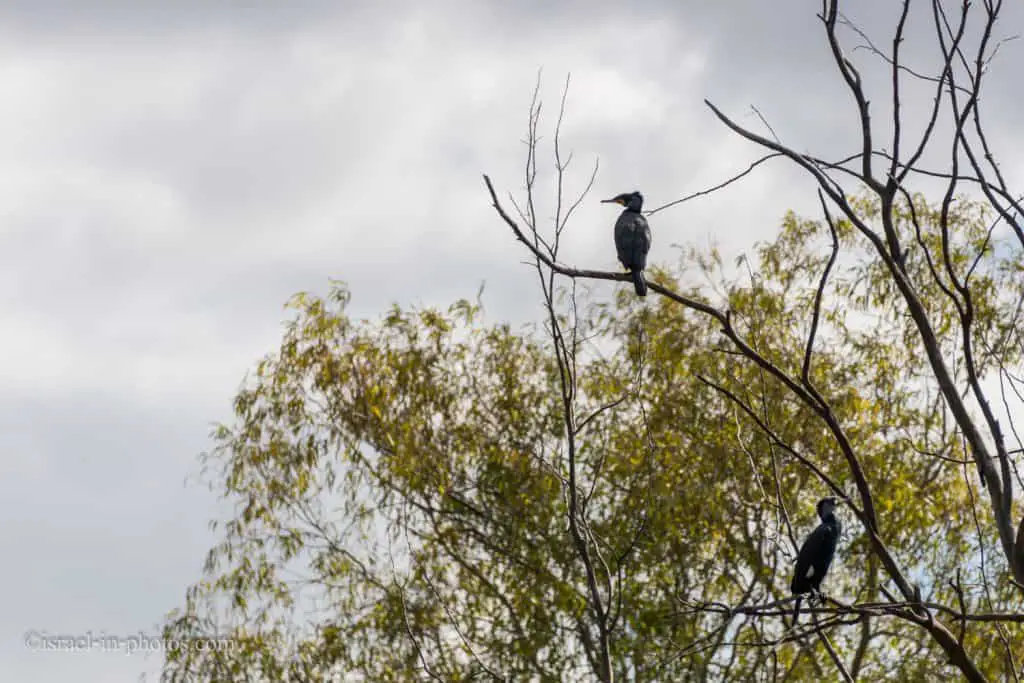 Cormorants