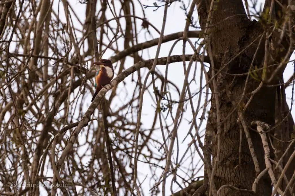 Kingfisher