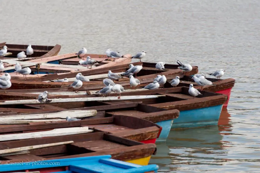 Boats at Park Lake