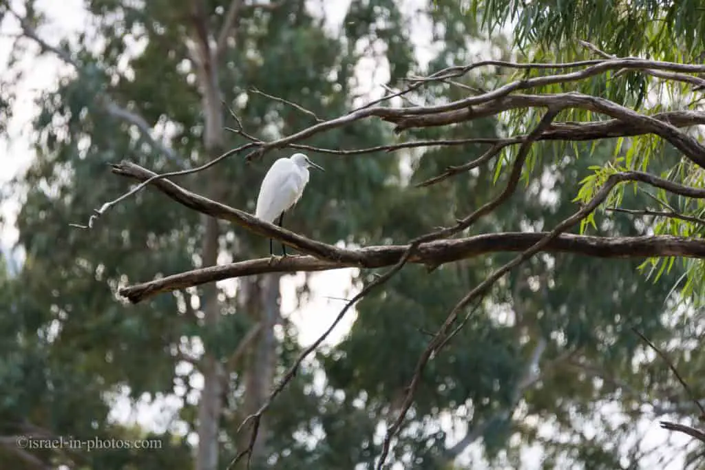 Cattle egret