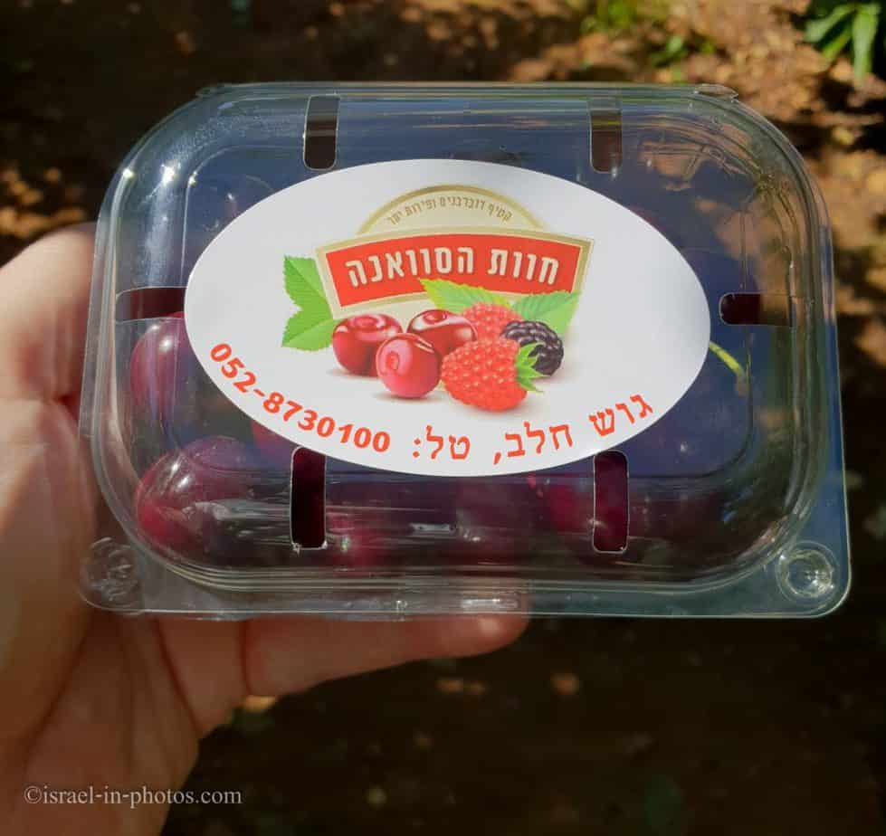 קטיף דובדבנים בחוות הסוואנה