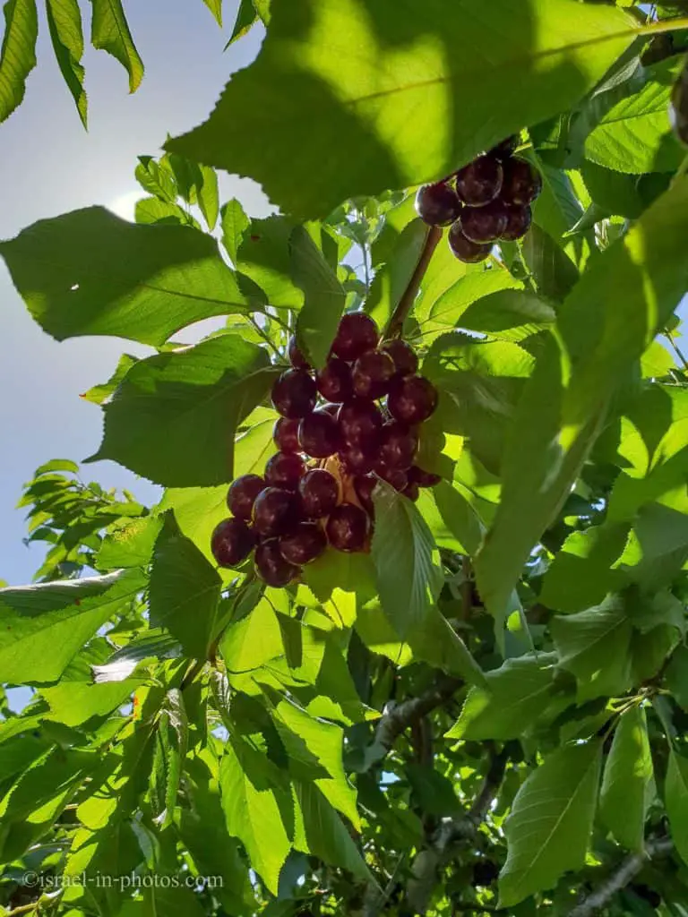 Cherries