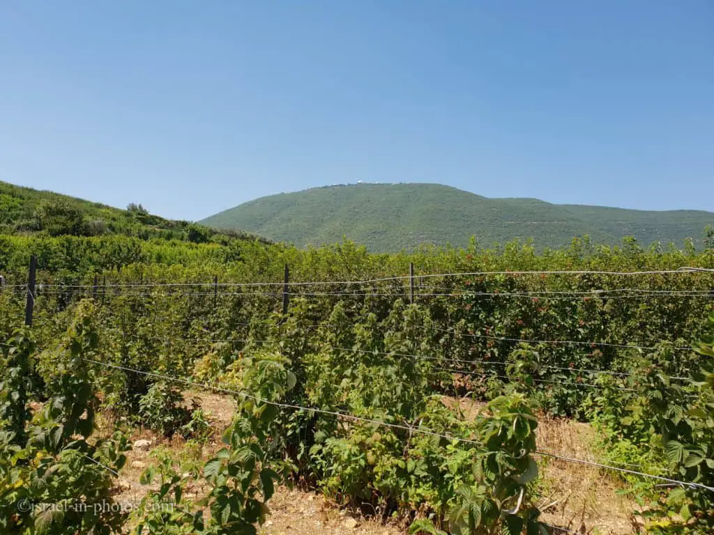 Raspberries at Savana Farm