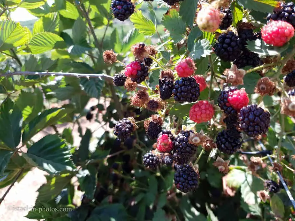 Raspberries