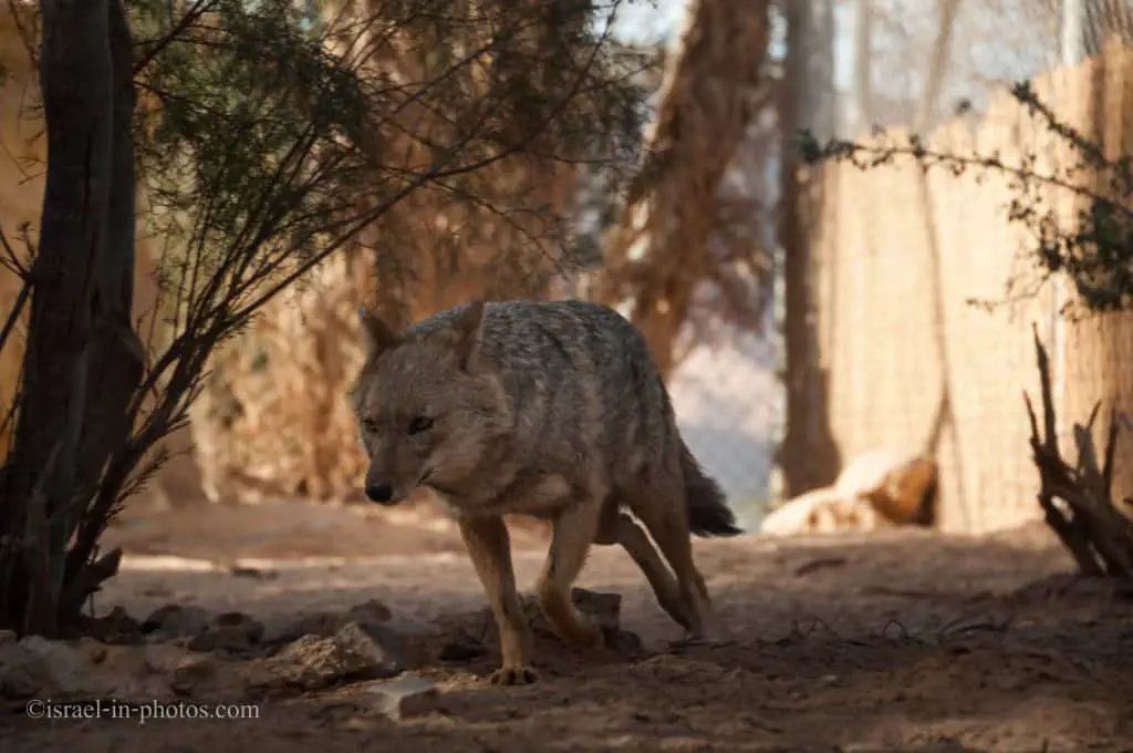 Jackal