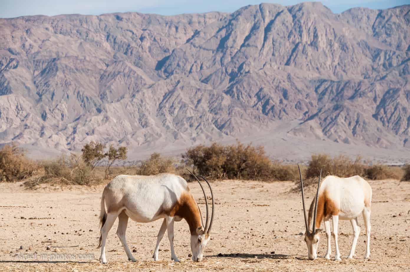 Israel 2018 MNH Yotvata Hai-Bar Nature Reserve 3v Set Oryx Gazelle Deer Stamps 