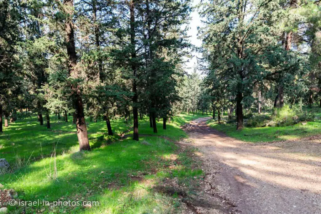 Kiryat Ata Forest