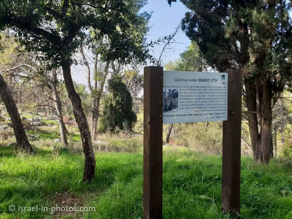 Cork oak (Quercus suber)