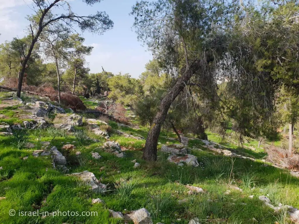Givat Koah Forest