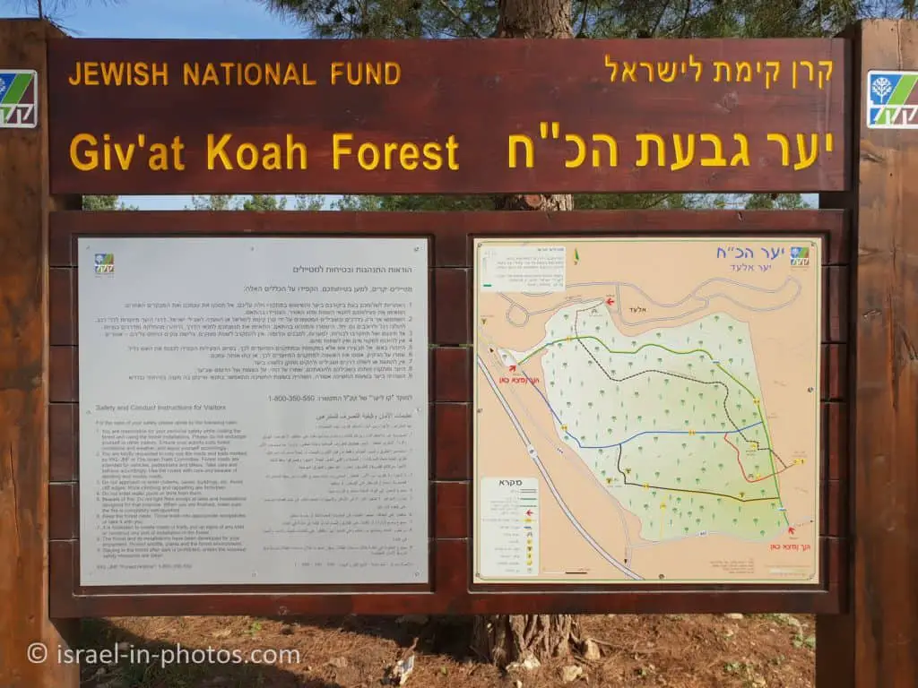 Kule Forest - Givat Koah Forest