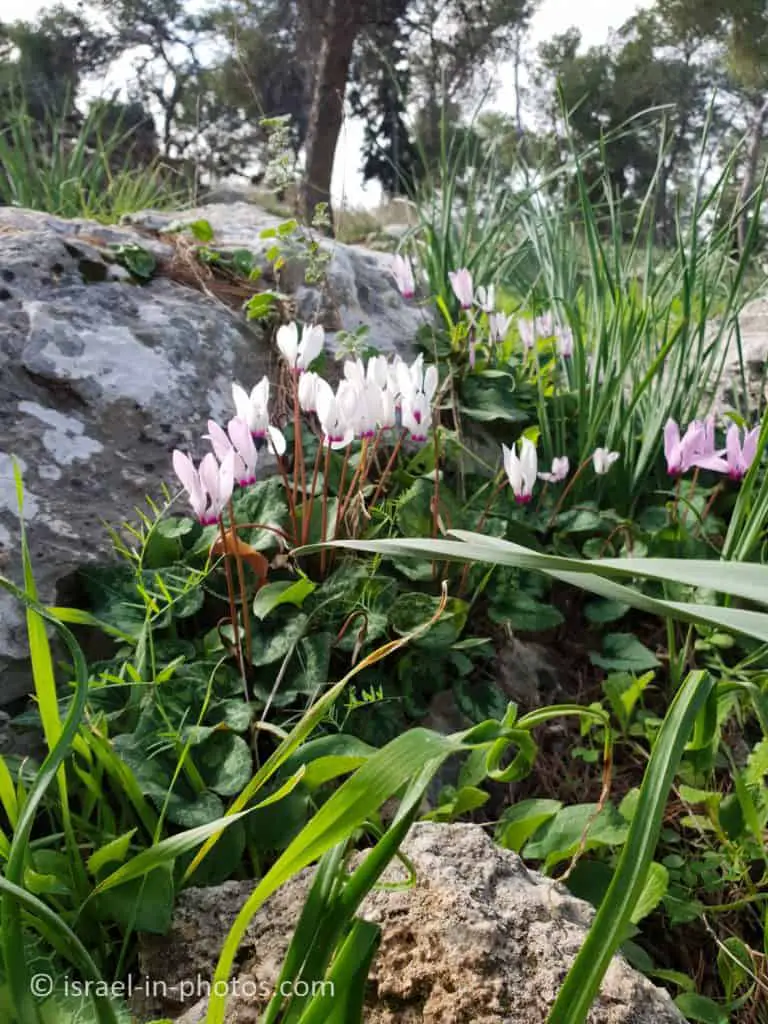 Cyclamen