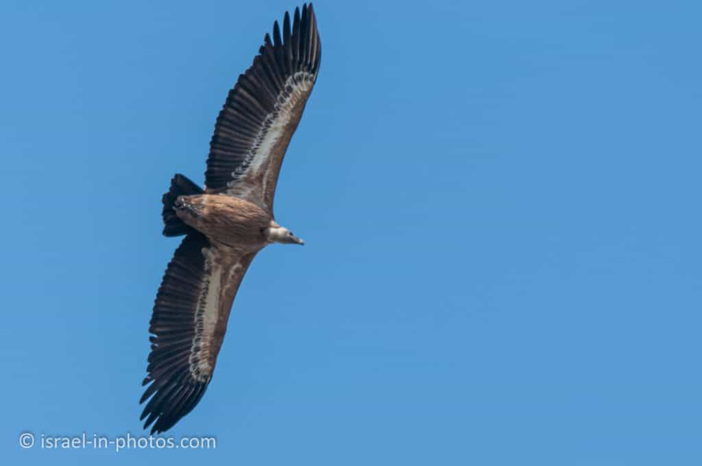 Griffon vulture