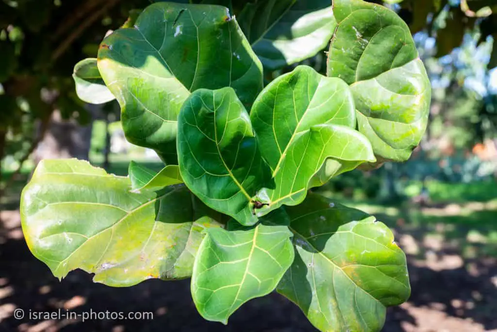 Ficus lyrata (fiddle-leaf fig)