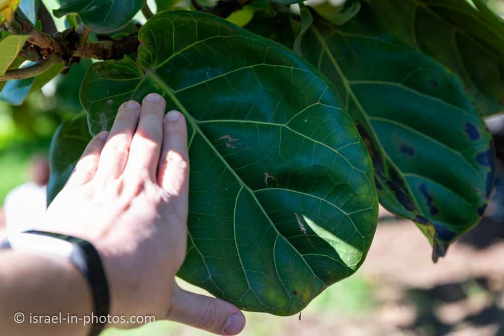 פיקוס כינורי (Ficus lyrata)