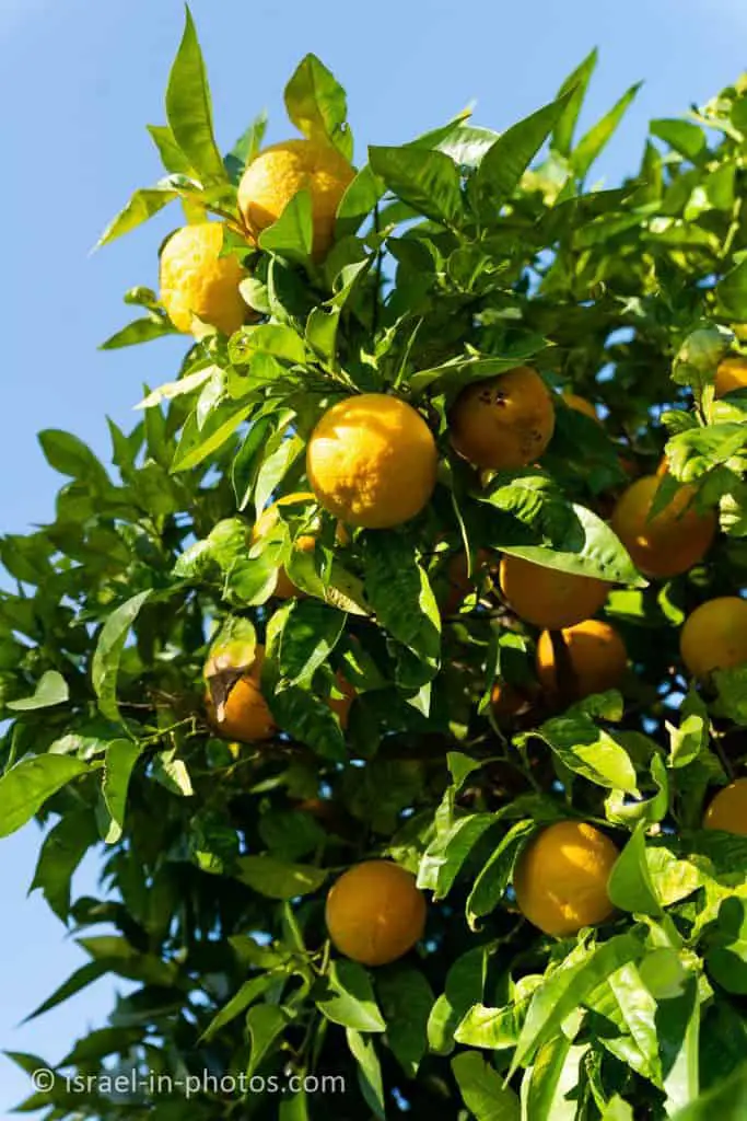 חושחש (citrus aurantium)