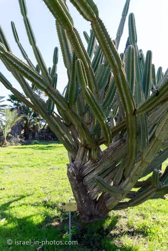 Cereus peruvianus