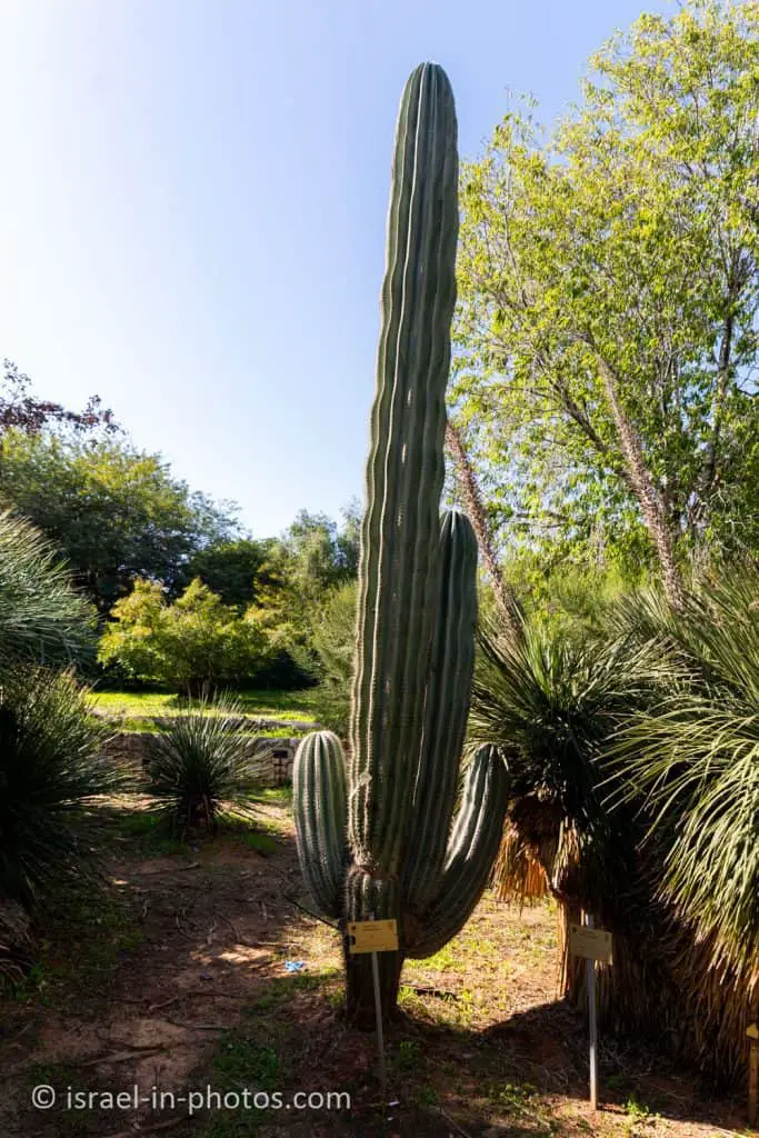 Saguaro