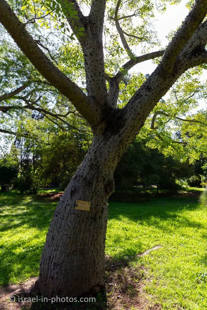 Ceiba insignis