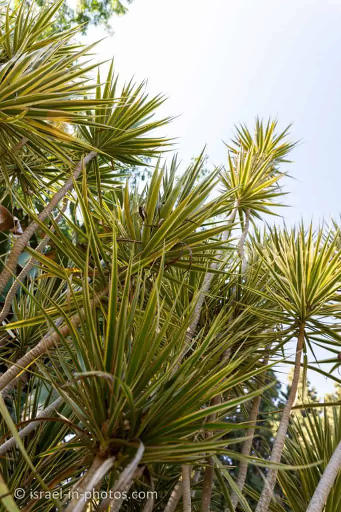 עץ הדרקון ממדגסקר (Dracaena Marginata)