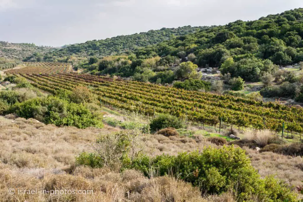 Vineyard by Horvat Etri