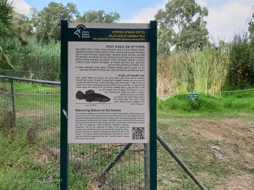 The Iridescent Toothcarp Pool at Yarkon Springs