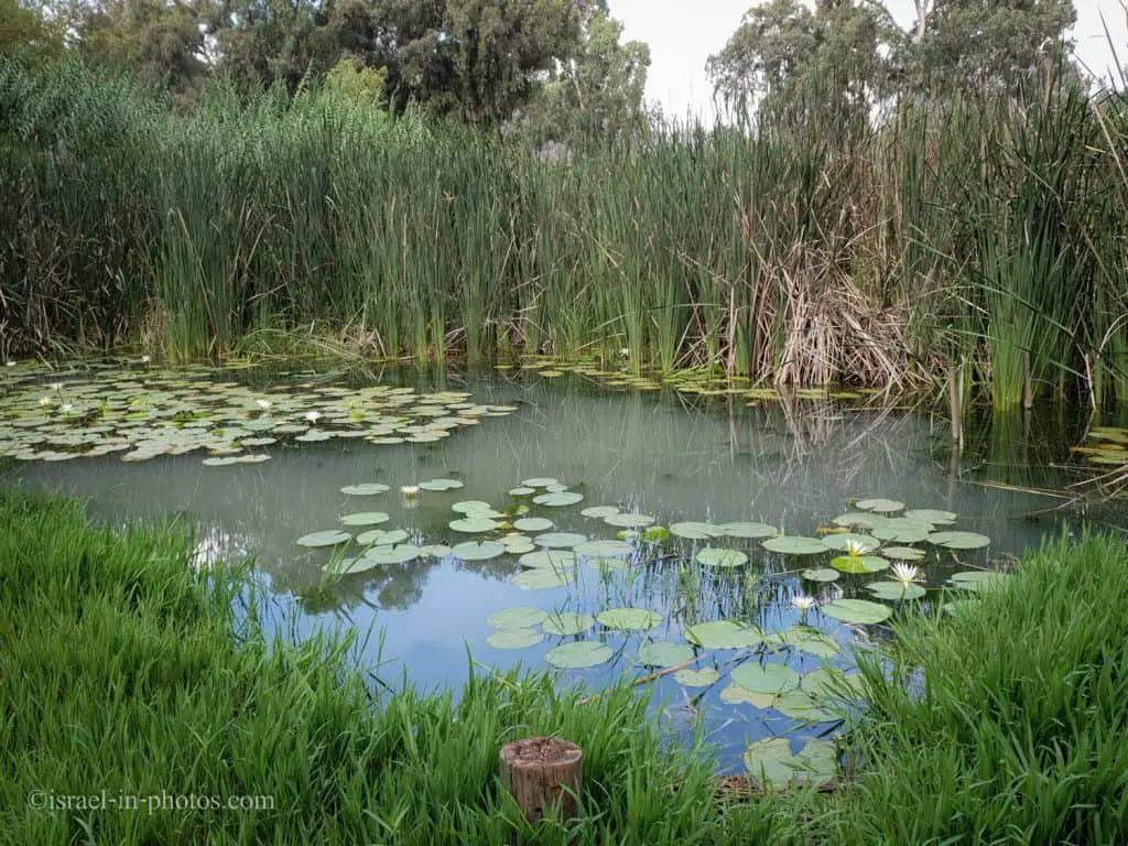 The Iridescent Toothcarp Pool at Yarkon Springs