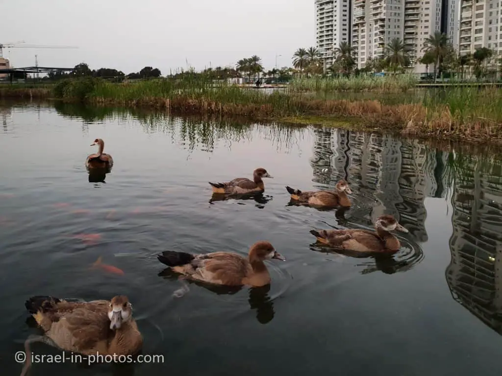 Ducks