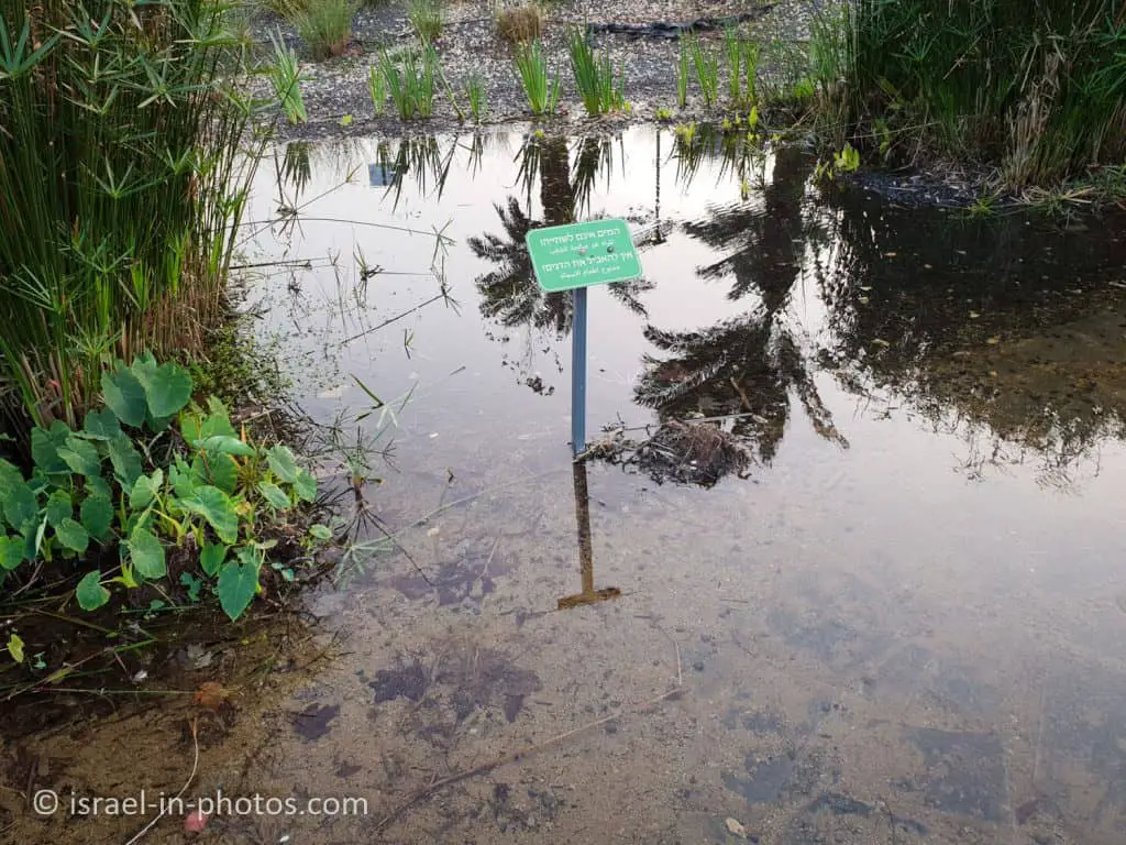 The Ecological Pond at Big Petah Tikva Park