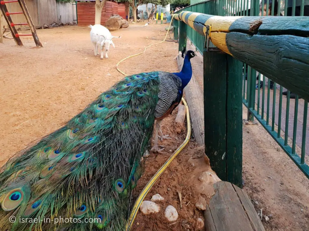 פינת חיות בפארק רעננה