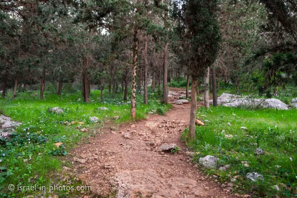 Wildflowers Trail at Rosh HaAyin Forest
