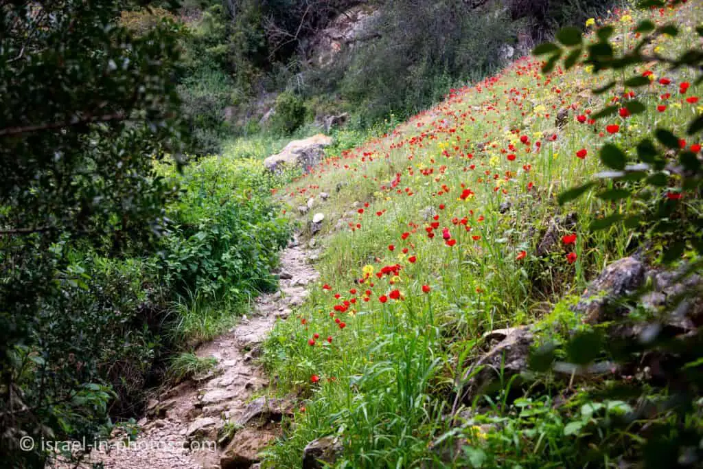 Flowers at Nesher Park