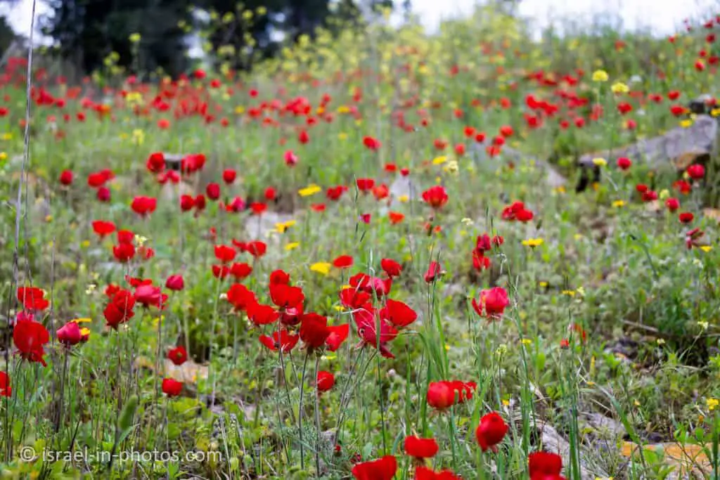 Flowers at Nesher Park