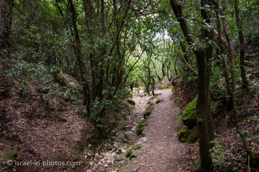 Blue trail at Nesher Park