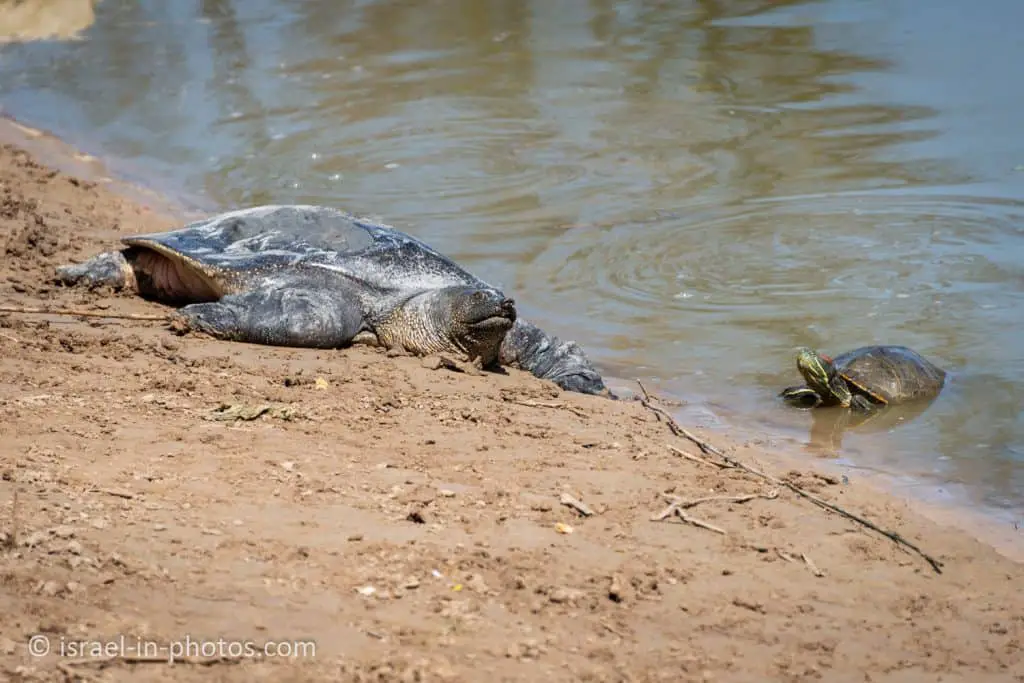 African softshell turtle and a river turtle