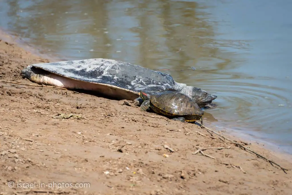 African softshell turtle and a river turtle