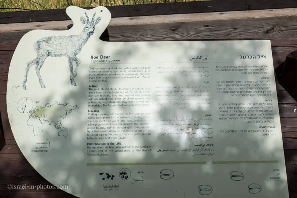 Sign with info about Roe deer
