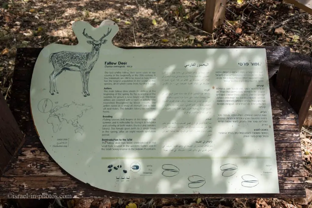 Sign with info about Fallow Deer