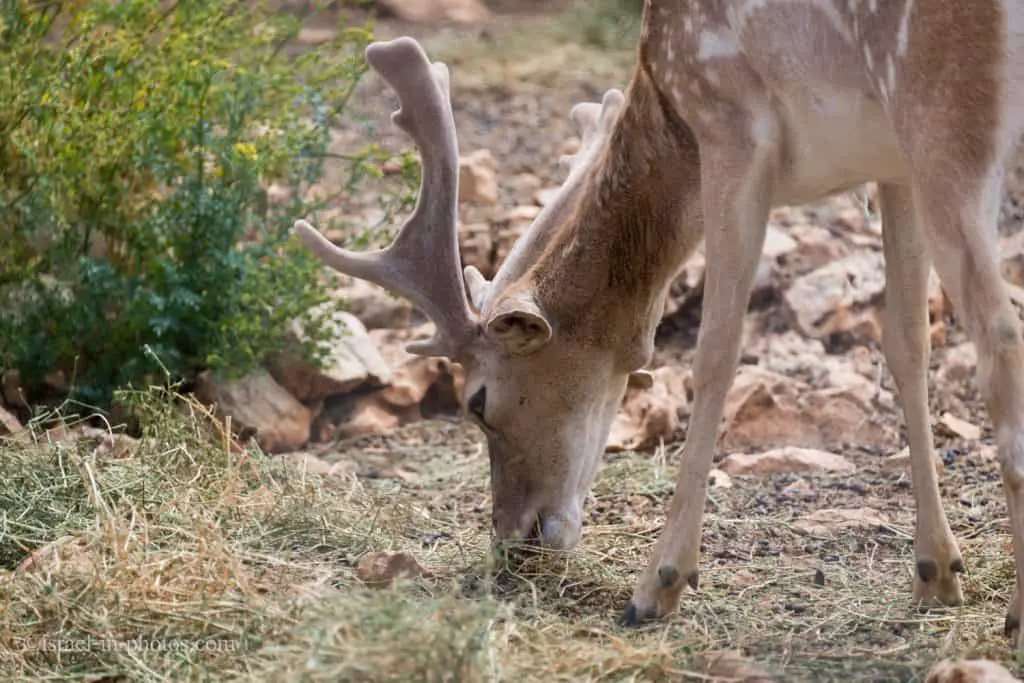 Fallow Deer