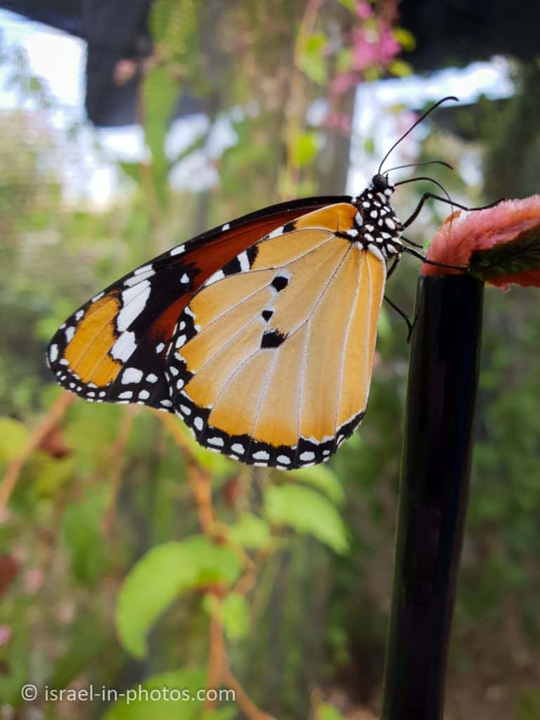 Кормление бабочек в питомнике бабочек