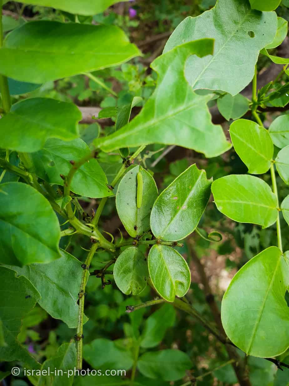 Butterfly Nursery, Hof HaCarmel Visitors Guide Israel in Photos