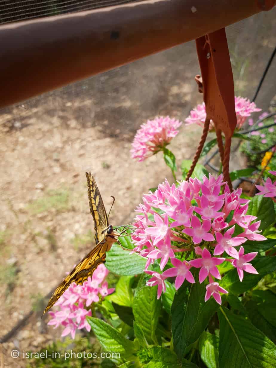 Butterfly Nursery, Hof HaCarmel Visitors Guide Israel in Photos