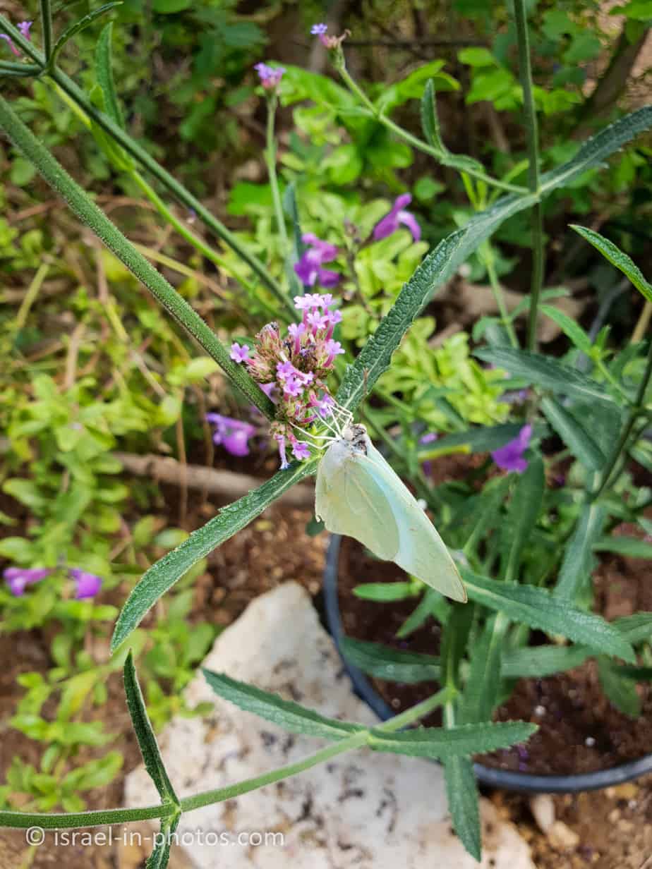 Butterfly Nursery, Hof HaCarmel Visitors Guide Israel in Photos