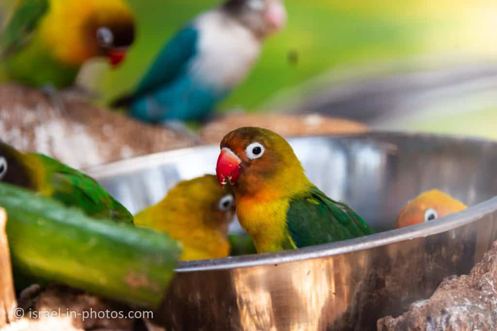 Parrots in Hai Kef